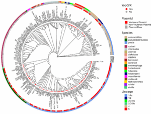 ggtree_and_gheatmap_198
