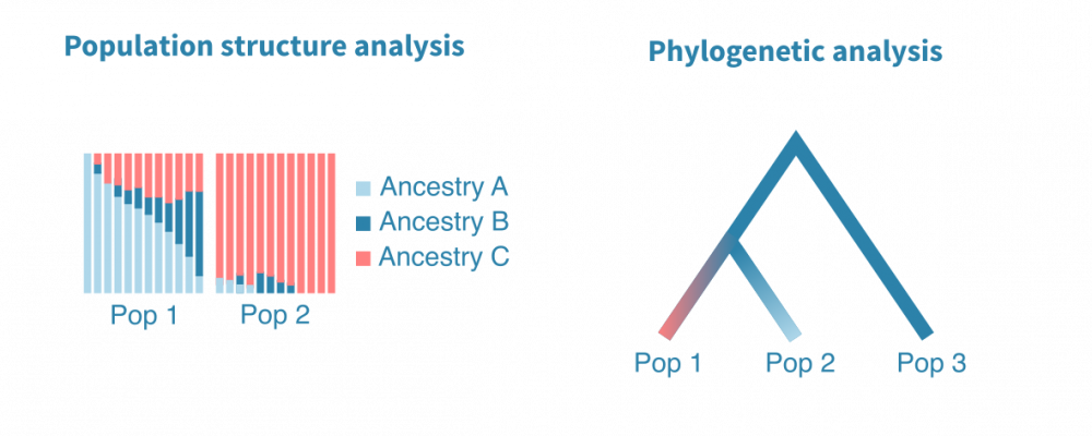 population_genetics3