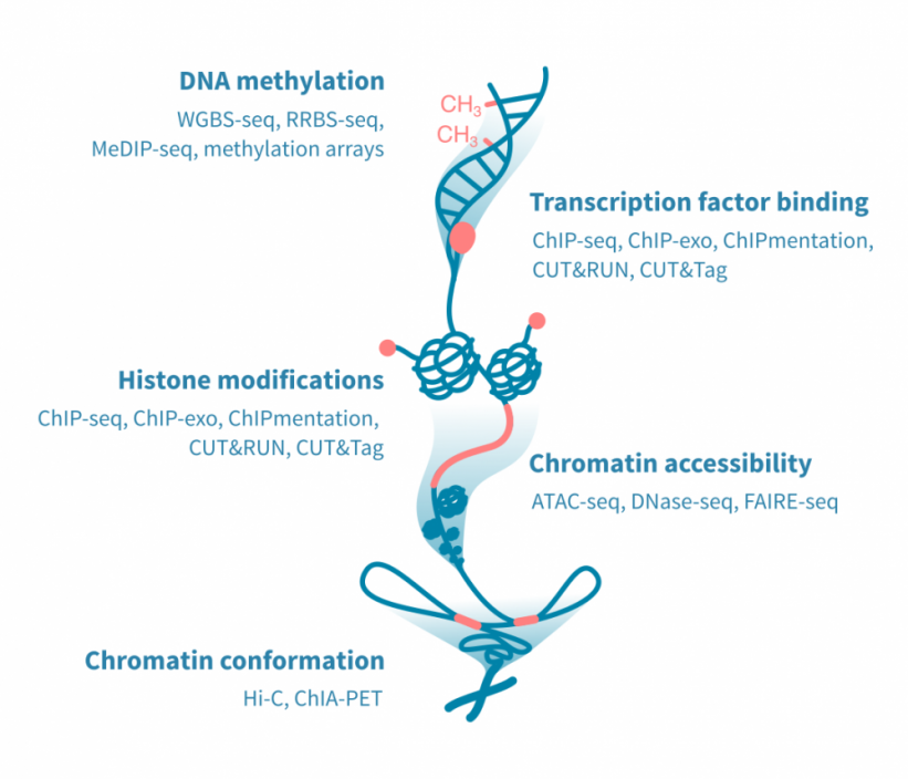 epigenomic_assays.821x0-is (1)