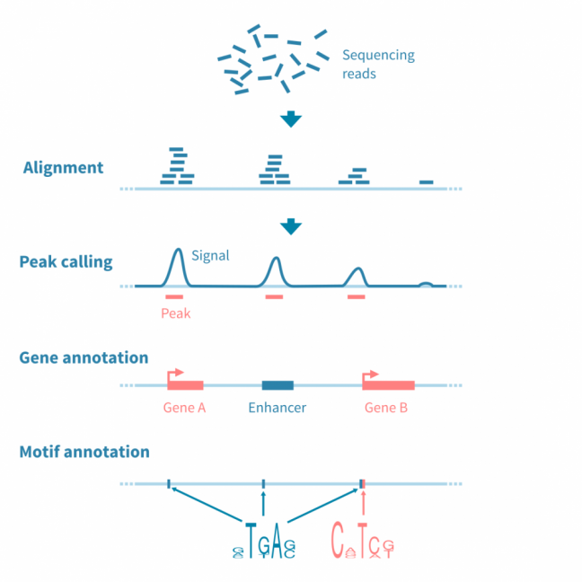 peak_calling_and_annotation.648x0-is