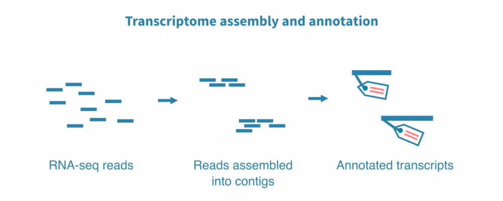 rna_seq_transcriptome_assembly
