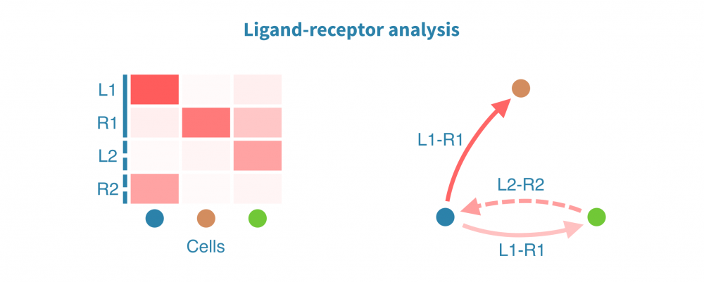 scrna_seq_ligand_receptor_analysis