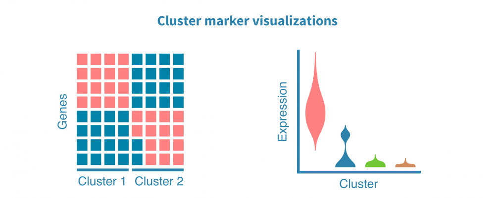 scrna_seq_marker_visualization