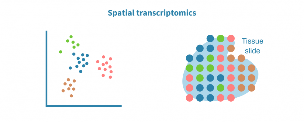 scrna_seq_spatial_analysis