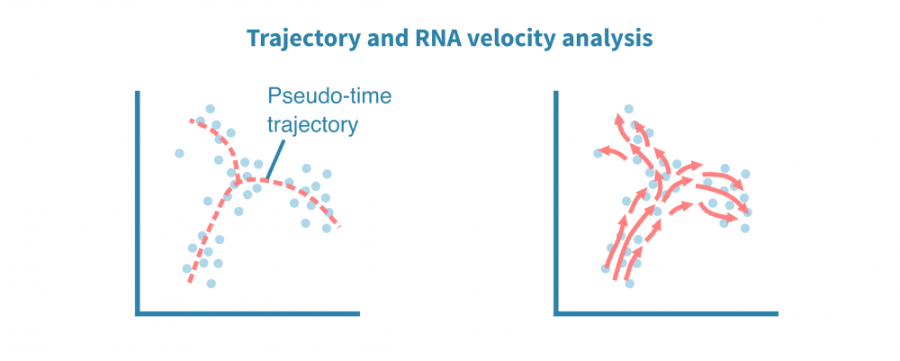 scrna_seq_trajectory_analysis