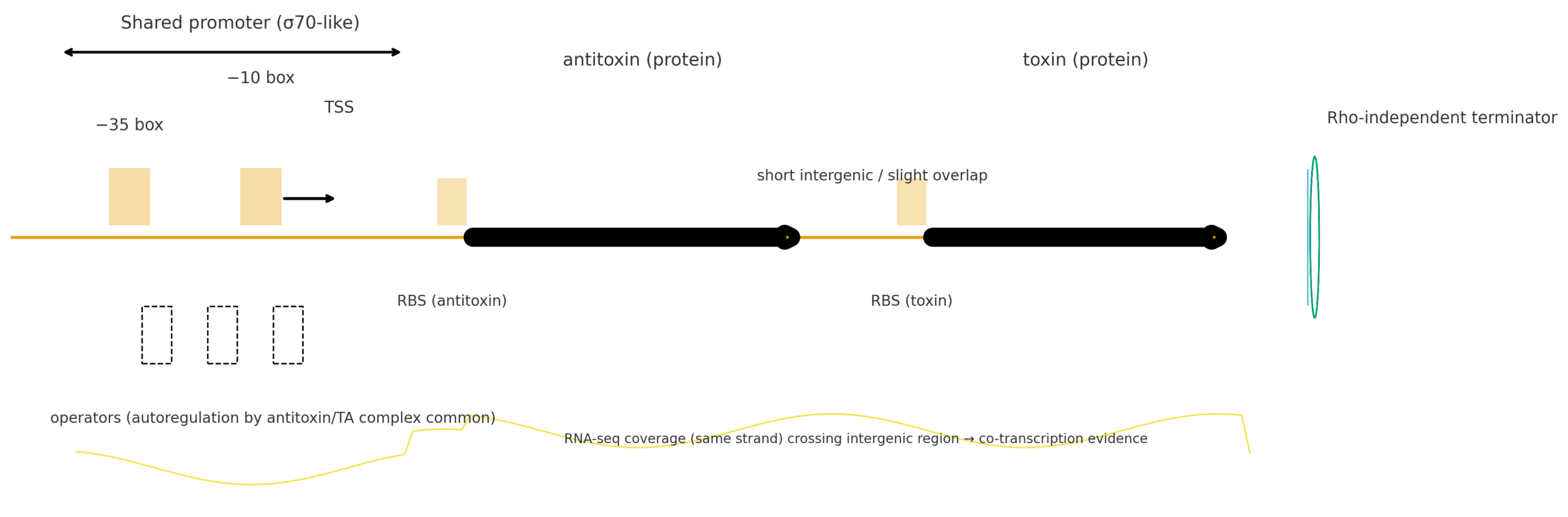 TA_operon_shared_promoter_v3_en