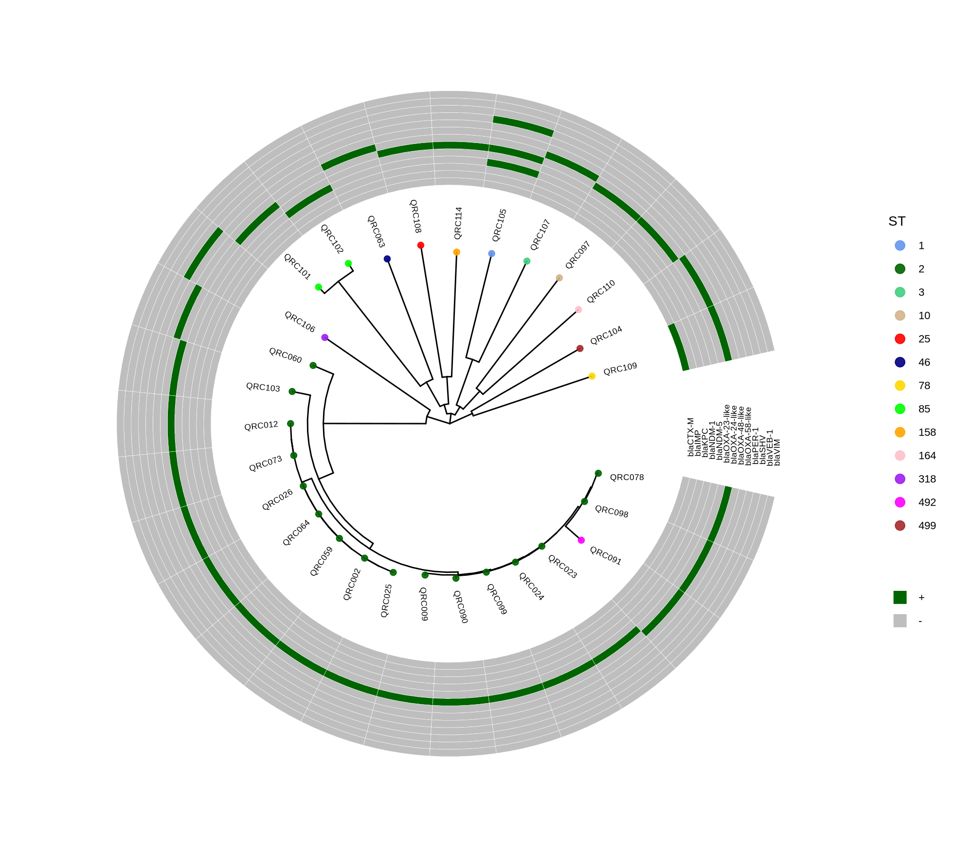 ggtree_and_gheatmap_abaumannii