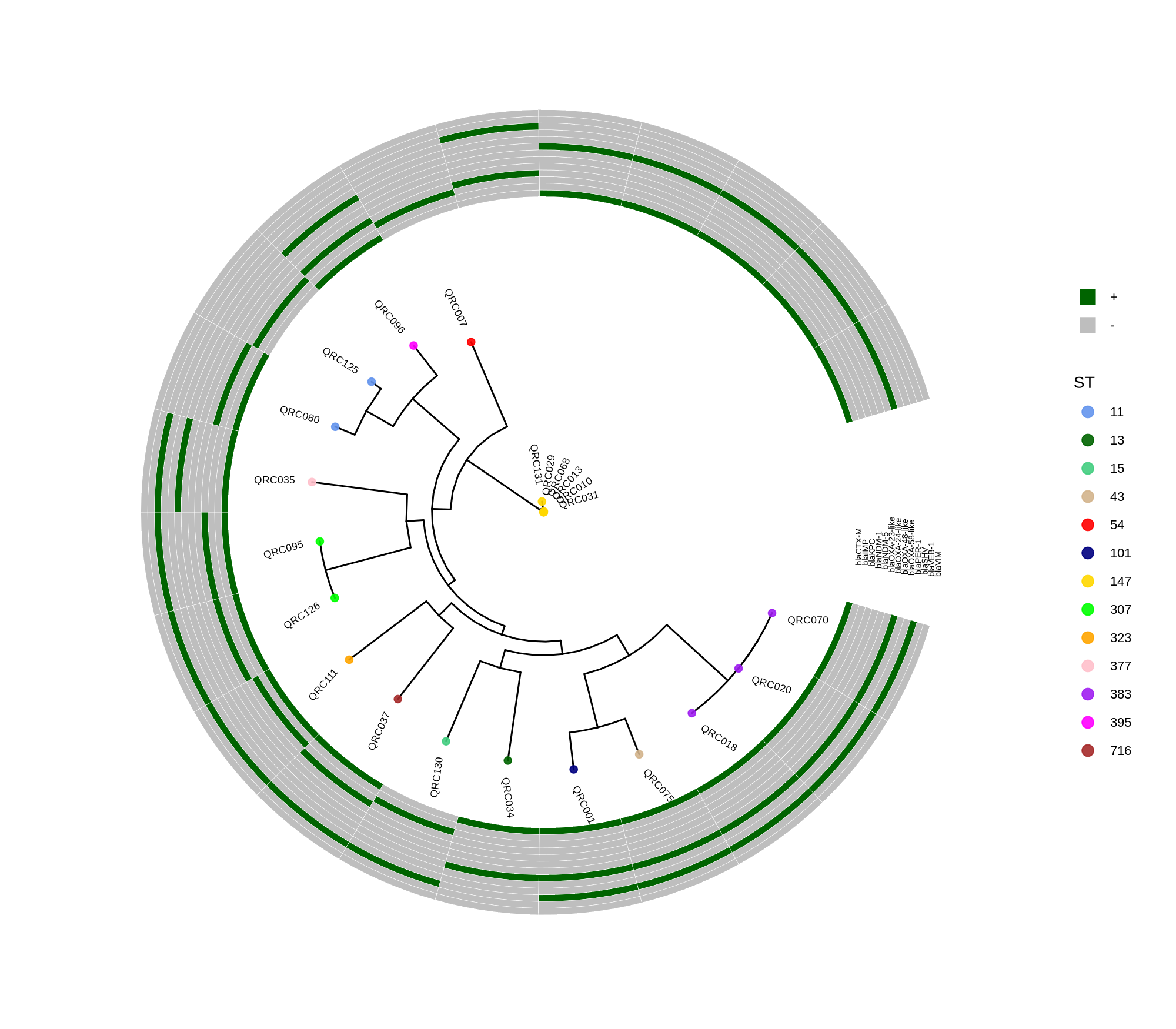 ggtree_and_gheatmap_kpneumoniae