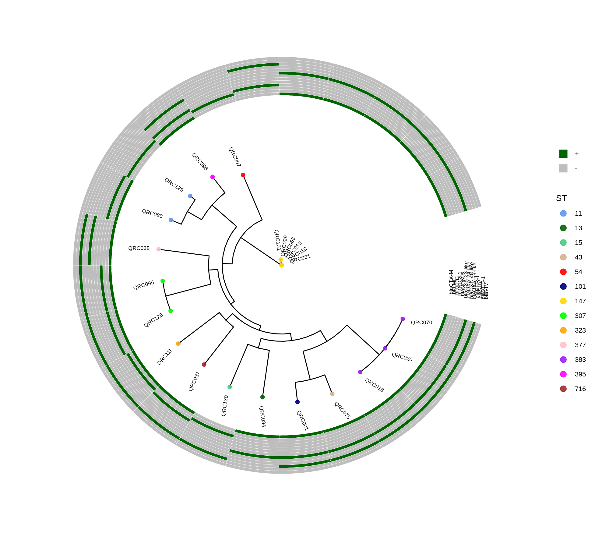 ggtree_and_gheatmap_kpneumoniae_new