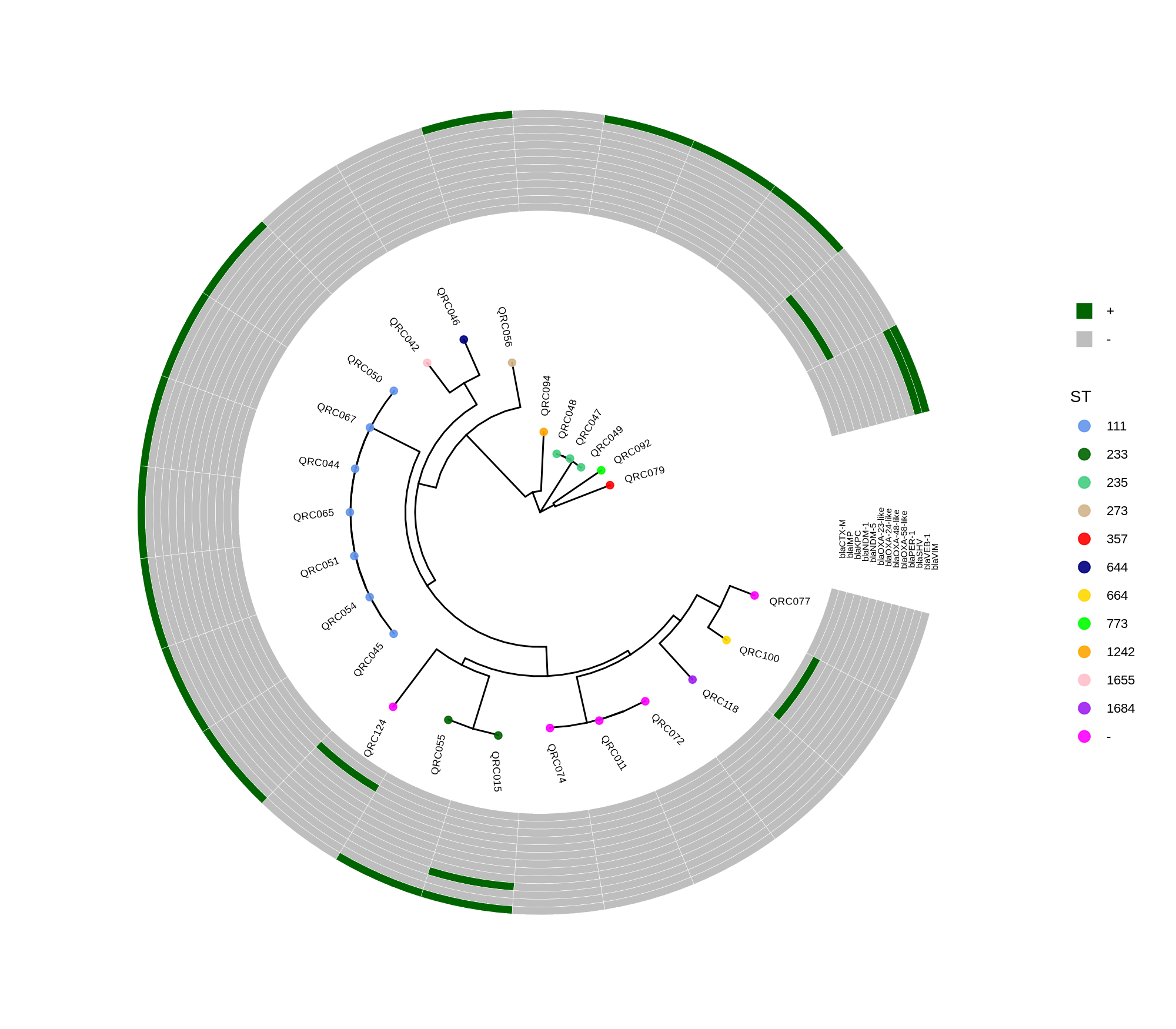 ggtree_and_gheatmap_paeruginosa_new