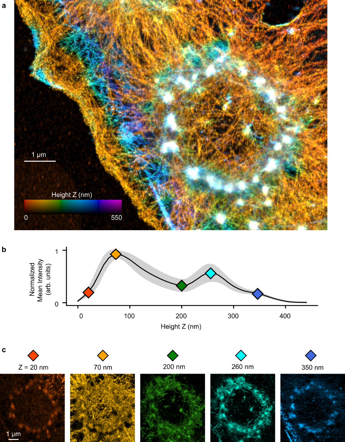 Phagocytic_Podosomes_1