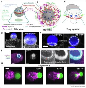 Phagocytic_Podosomes_2