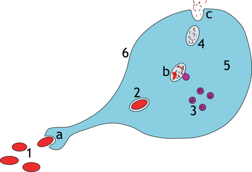 Phagocytosis_1
