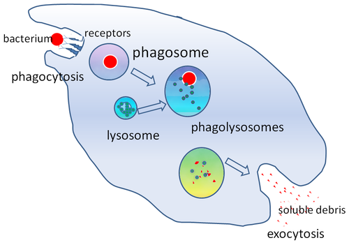 Phagocytosis_2