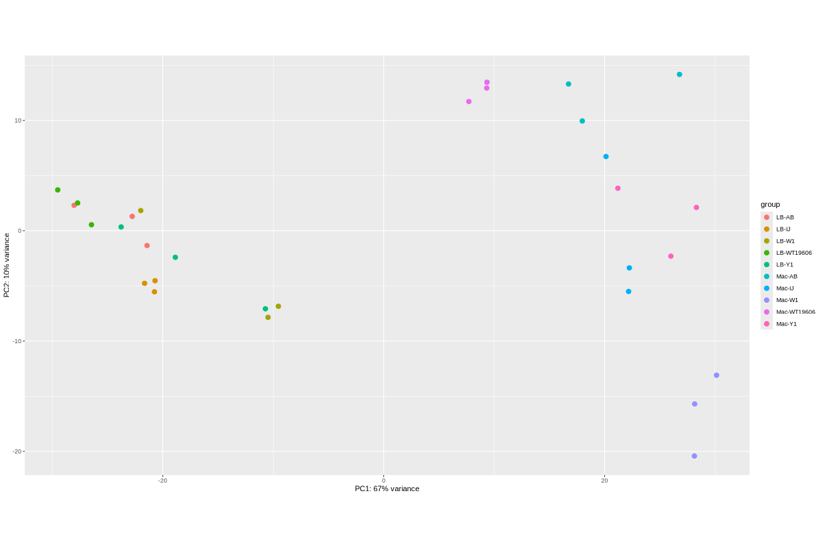 Data_Tam_RNAseq_2025_LB-AB_IJ_W1_Y1_WT_vs_Mac-AB_IJ_W1_Y1_WT_on_ATCC19606_pca