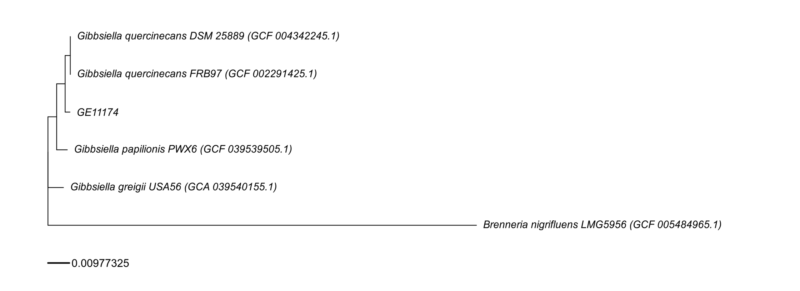 core_tree_like_fig3B
