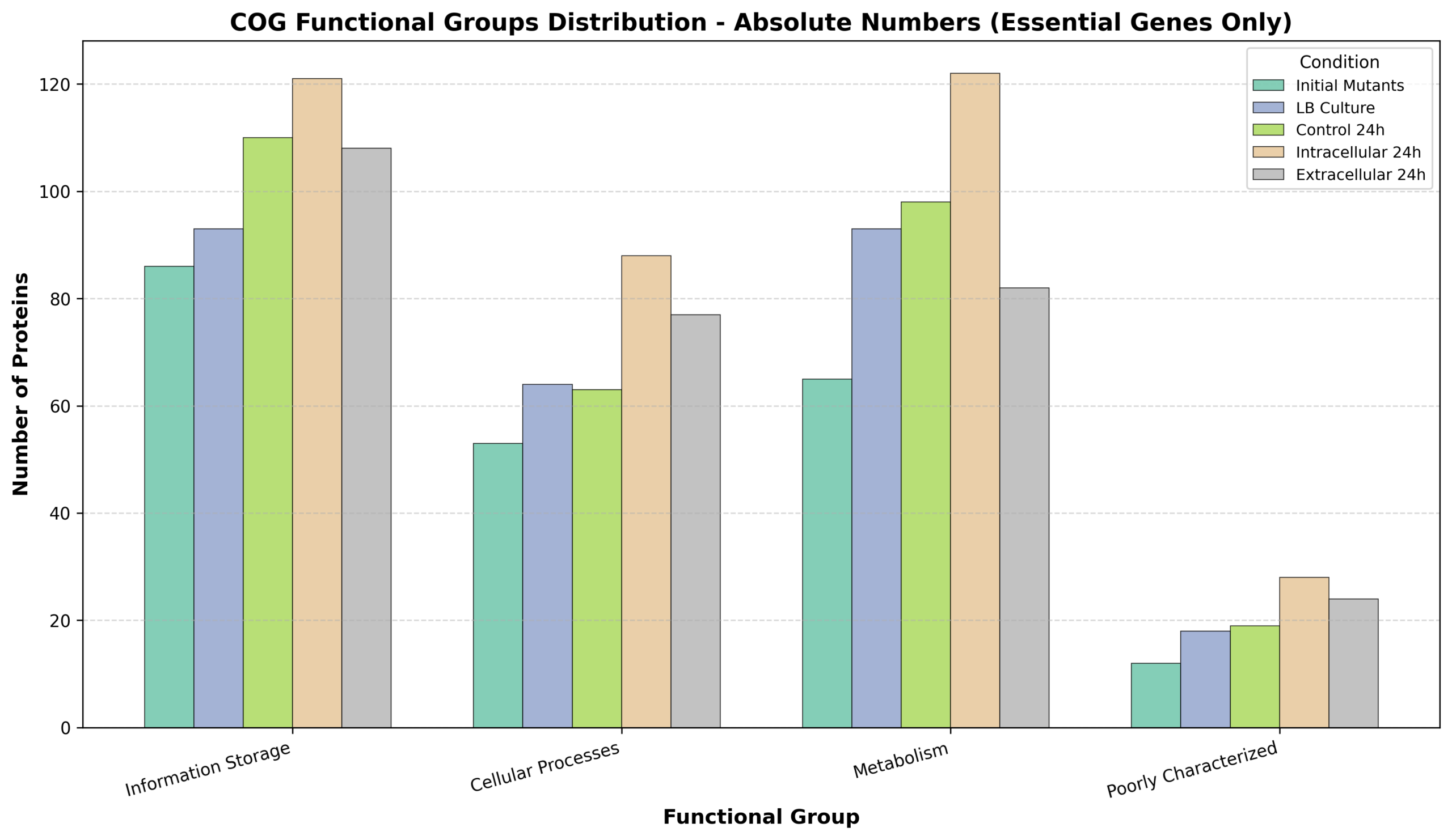 COG_groups_barchart_absolute